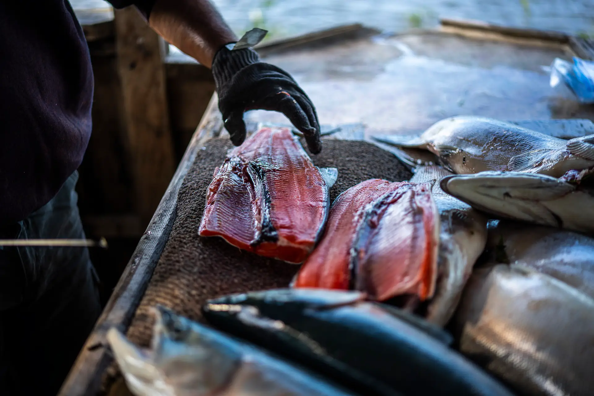 Salmon being filleted and prepared for freezing at Lake Creek Lodge in Alaska