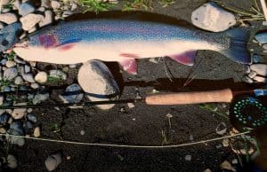 Large rainbow trout caught on a fly rod at Lake Creek Lodge in Alaska