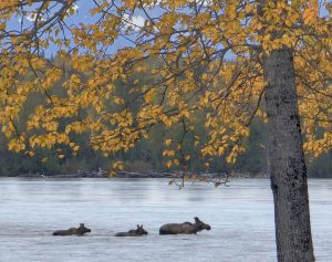 Moose and calves wading through river waters near Lake Creek Lodge in Alaska